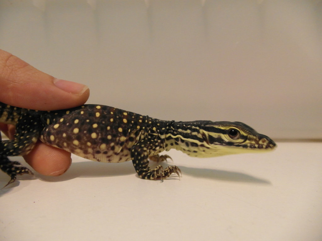 varanus panoptes horni 9