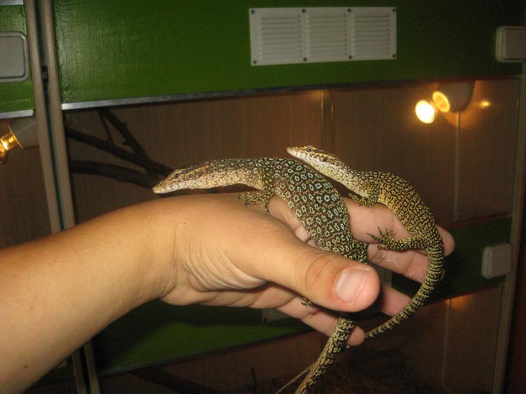 varanus timoriensis pareja.JPG