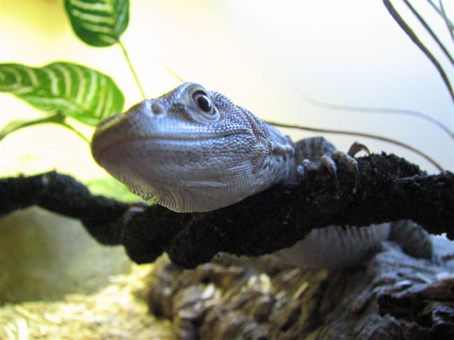 varanus tristis -face-.JPG
