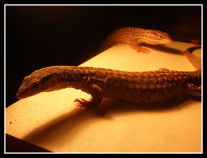 Varanus_acanthurus_5_by_BraveMurderer.jpg