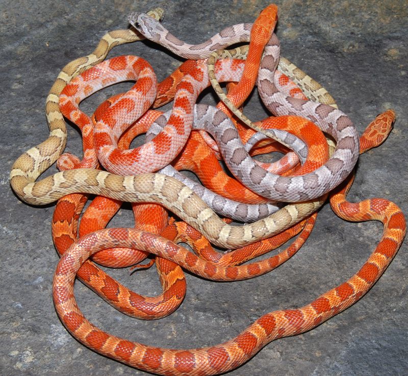 varias sunkissed.JPG