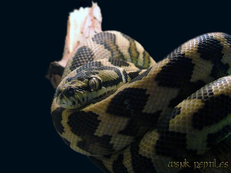 variegata (Medium).jpg