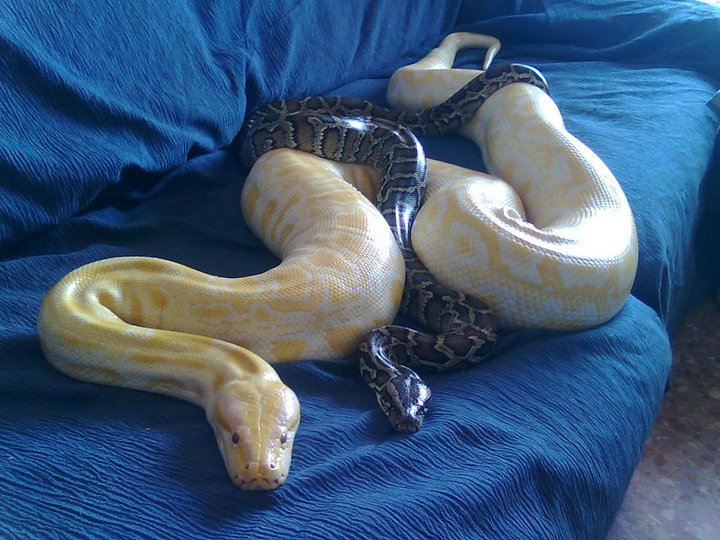 VENON & WHITE SNAKE - PITON MOLURUS NOMINAL Y ALBINA