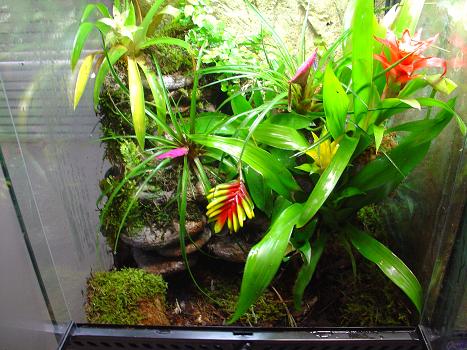 ventrimaculatus 1.JPG