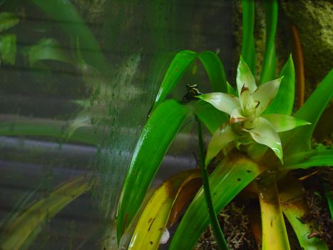 ventrimaculatus 2.JPG