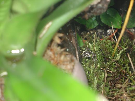 ventrimaculatus 4JPG.JPG