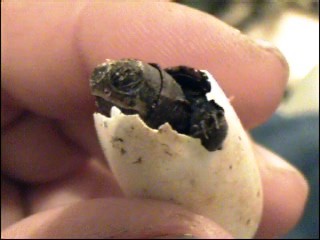 video 1 044_0001.jpg