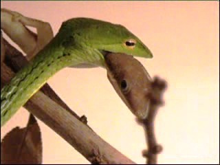 video 1 151_0001.jpg