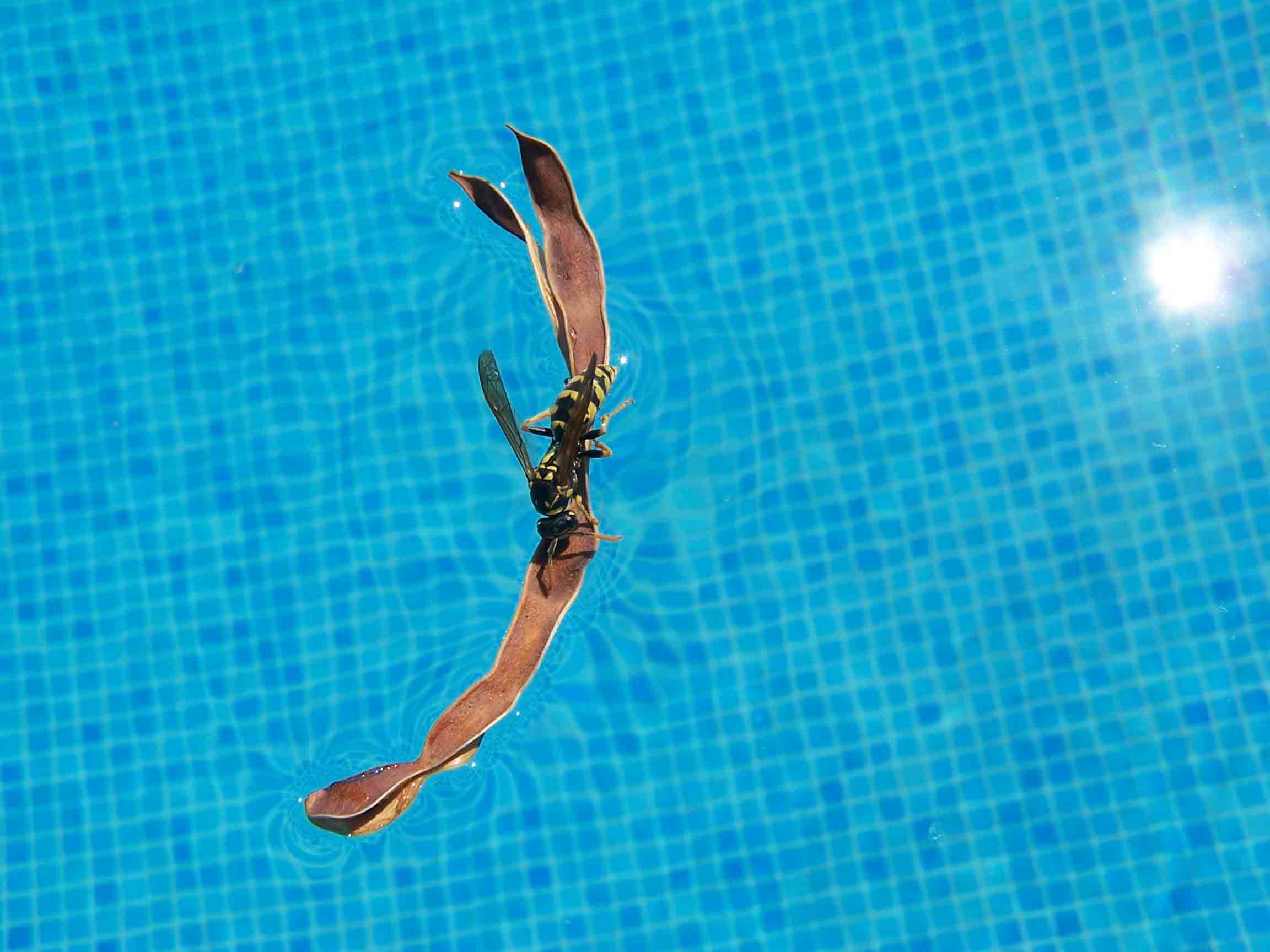 villa paula 29 junio 2005 061.jpg