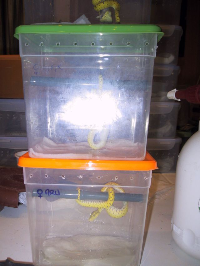 Viridis Babys 15-10-06 1(small).jpg