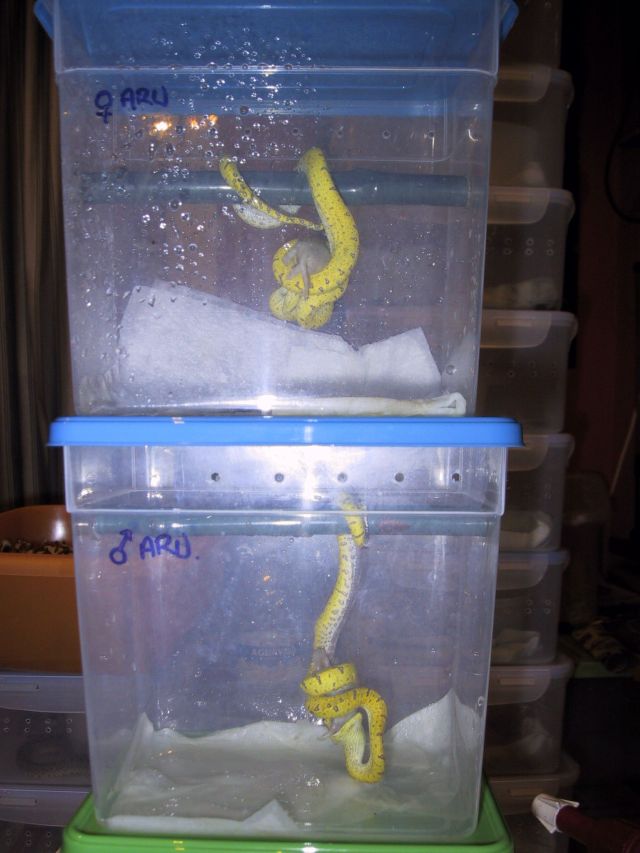 Viridis Babys 15-10-06 2(small).jpg