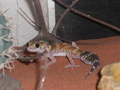 Vista general milli en terrario.JPG