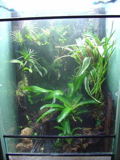 vivario pumilio.JPG 1.JPG