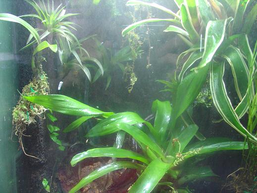 vivario pumilio.JPG 2.JPG