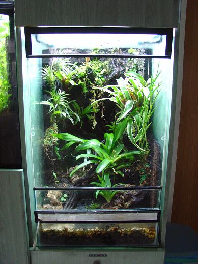 vivario pumilio.JPG