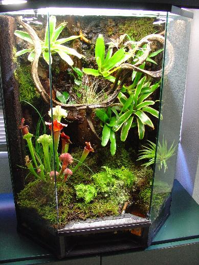 vivario tintorius.JPG1.JPG4.JPG