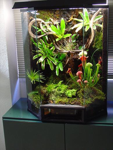 vivario tintorius.JPG1.JPG6.JPG