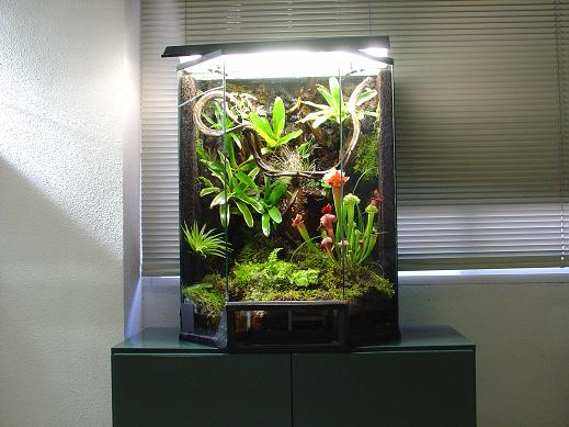 vivatio tintorius.JPG