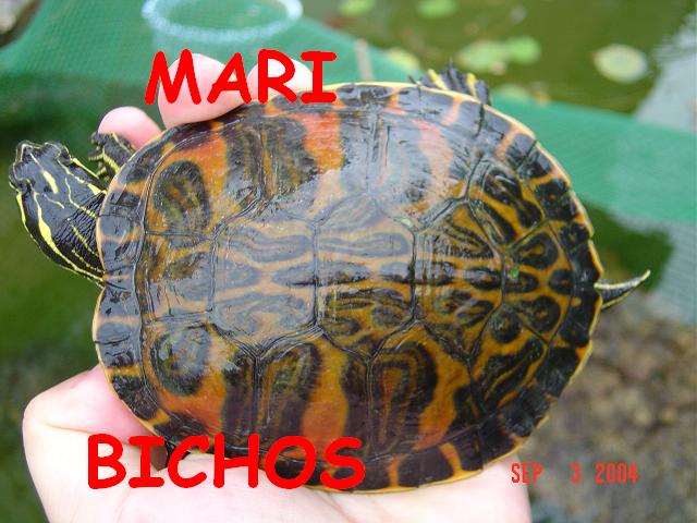 voluntariado 052.jpg