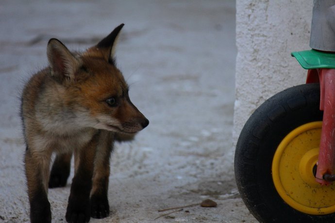 Vulpes Vulpes. Zorro Rojo 2 (2).jpg