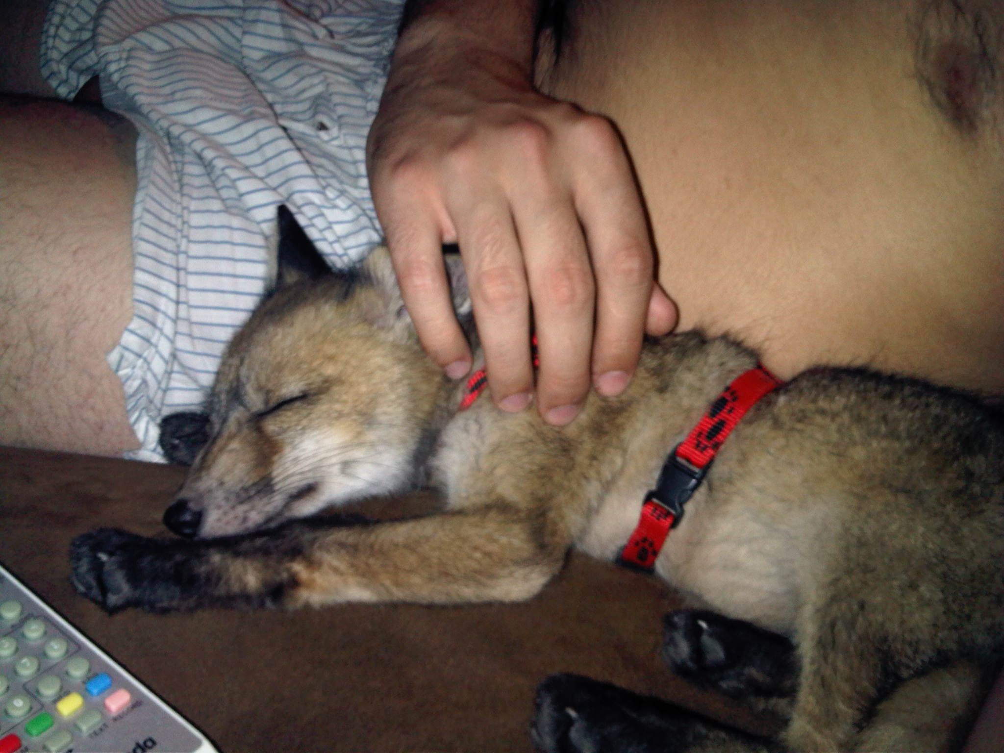 Vulpes Vulpes. Zorro Rojo 3.jpg