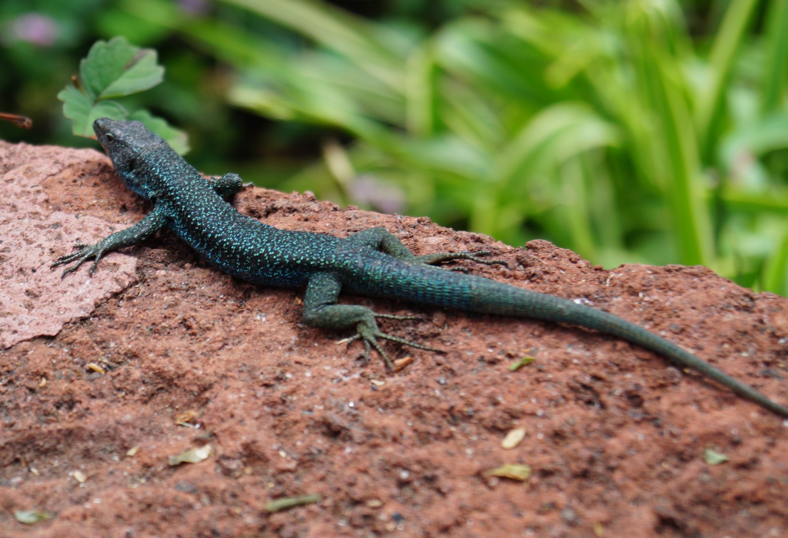 Wall Lizard Funchal Male 2.1 - copia.JPG