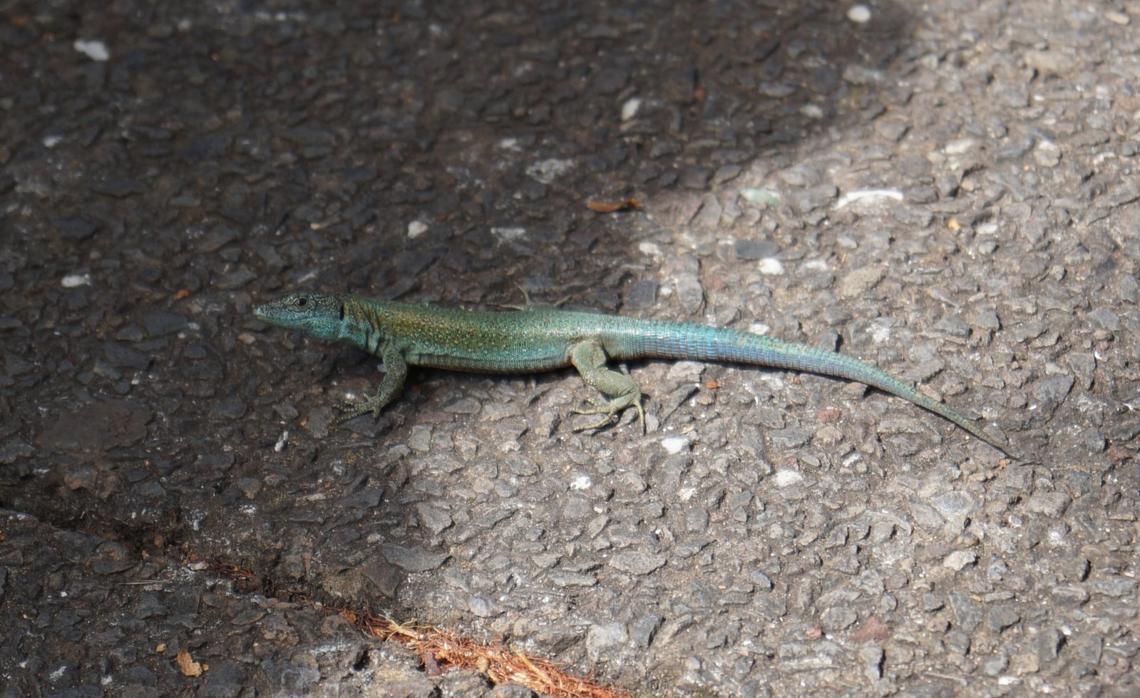 Wall Lizard Funchal Male.JPG