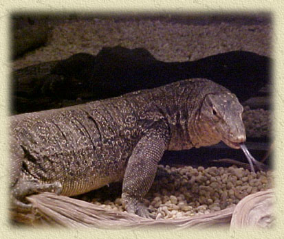 water-monitor-2.jpg
