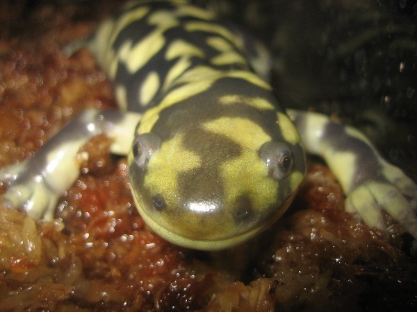 Web Ambystoma tigrinum 1.jpg