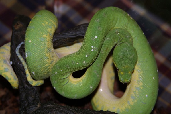 Web Morelia viridis fverda.jpg