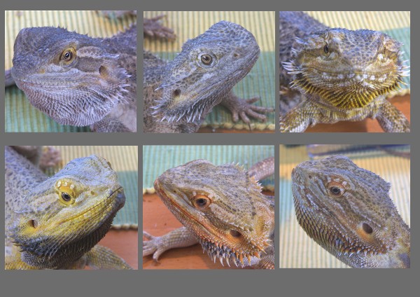 Web Pogona taula.jpg