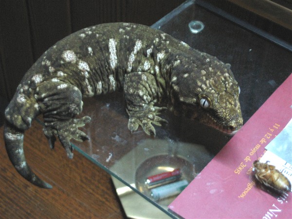 Web Rhacodactylus l leachianus 1.jpg