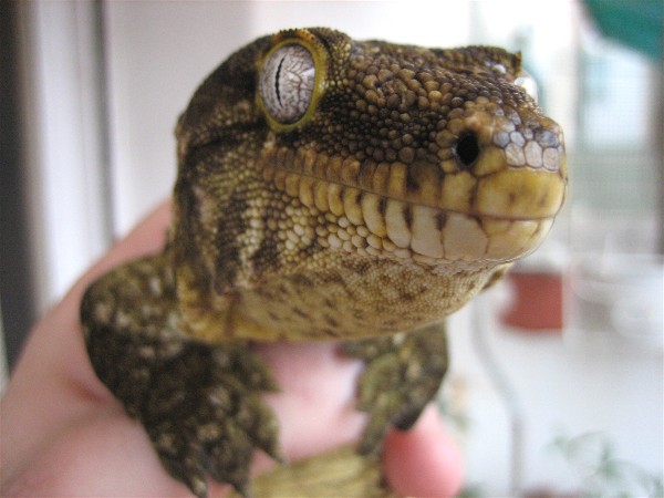 Web Rhacodactylus l leachianus 2.jpg