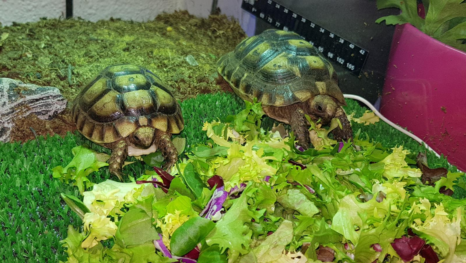 WhatsApp Image 2019-01-19 at 15.40.50.jpeg