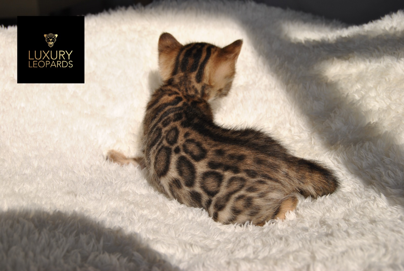 WhatsApp Image 2019-06-12 at 21.02.39.jpeg