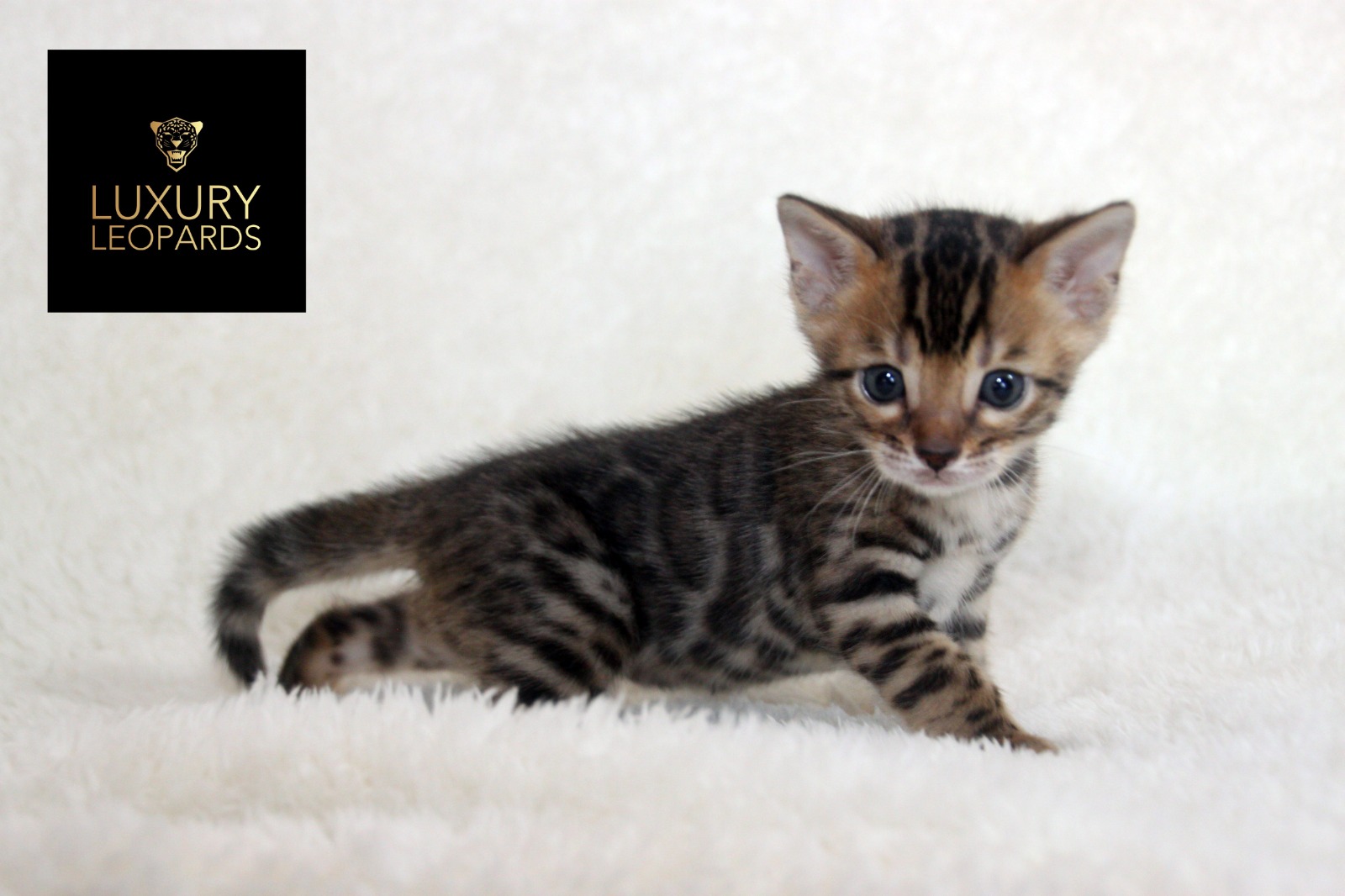 WhatsApp Image 2019-06-12 at 21.08.22.jpeg