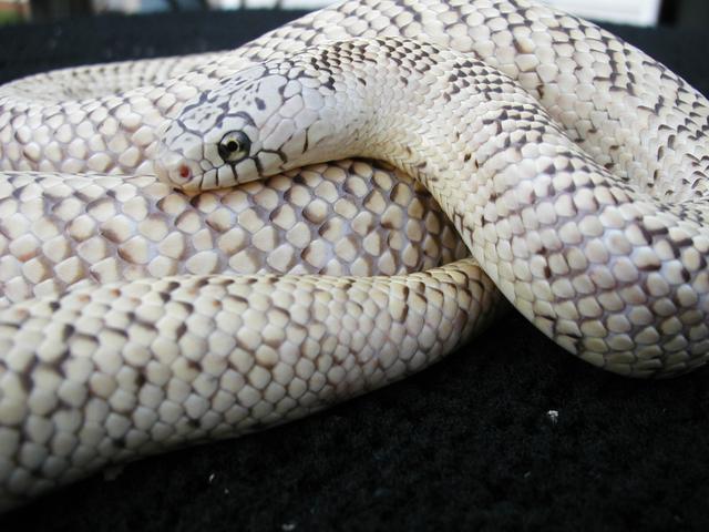White bone hypo brooksi adult hembra