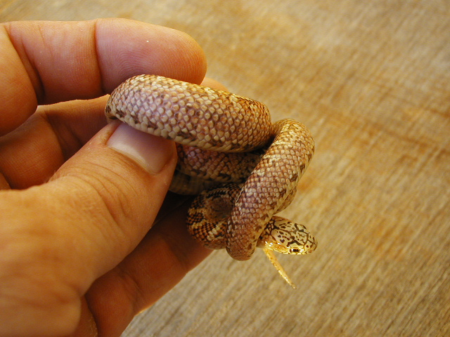 White bone hypo brooksi baby