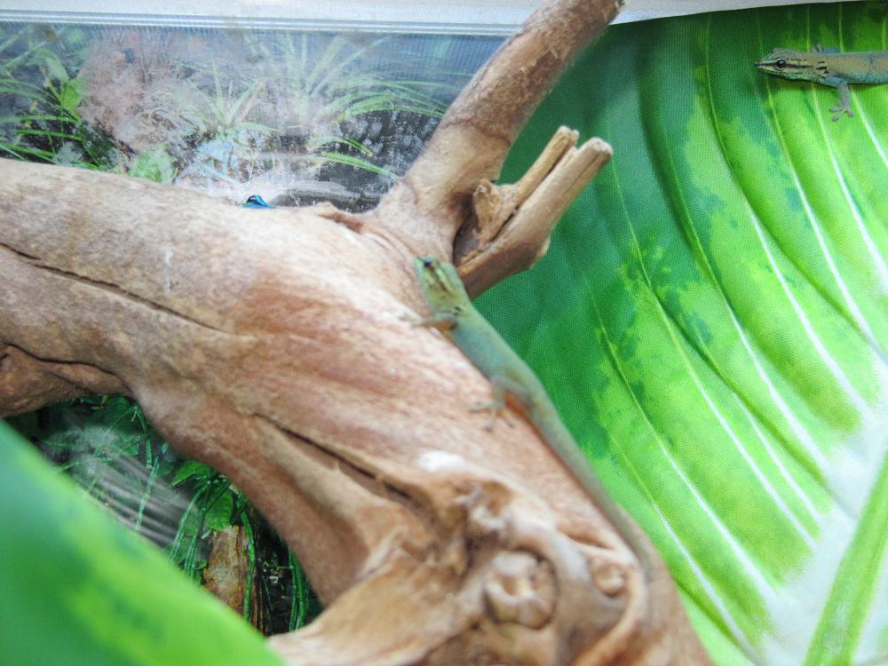 williamsi hembras.JPG