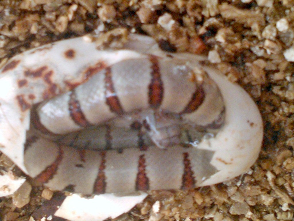 WPuesta thayeri leonis