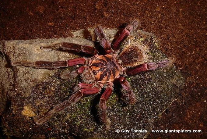 xenesthis immanis.jpg