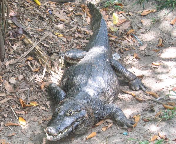 Yacaré común Caiman yacare.jpg