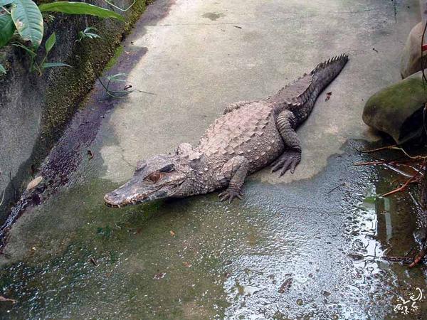 Yacaré Coroa Paleosuchus trigonatus.jpg