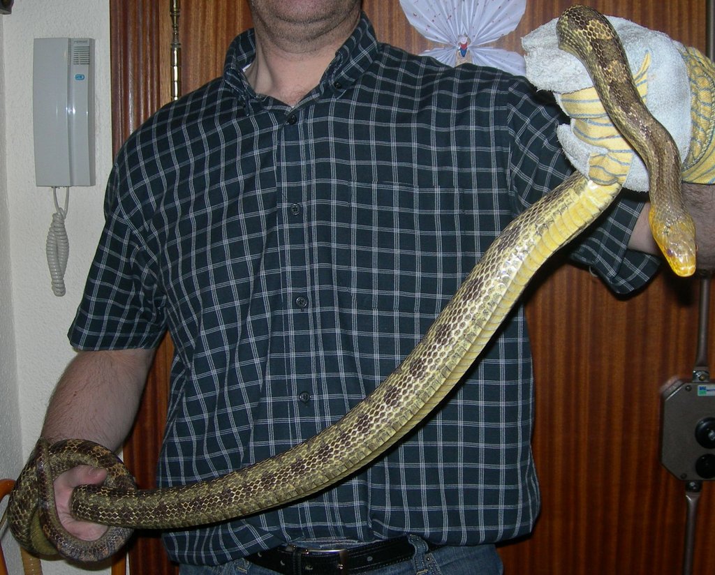 Yellor rat snake y yo2