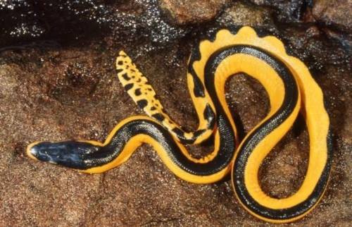 Yellow bellied sea snake