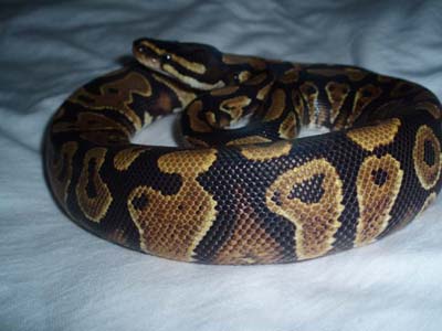 yellow belly 0.1.jpg