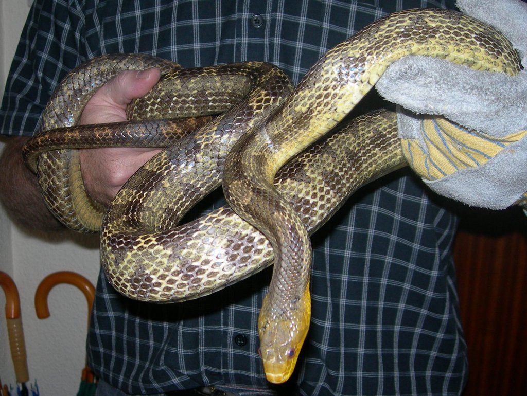 Yellow rat snake y yo