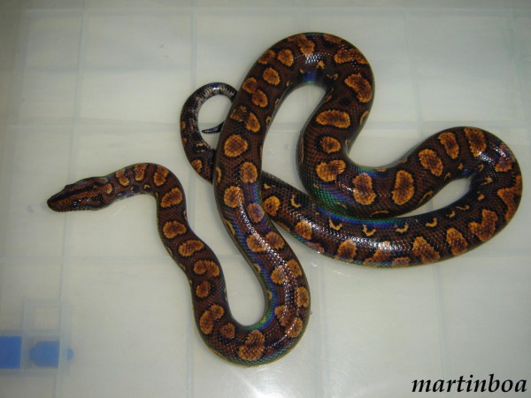 zcruza ce ca (600 x 450).jpg