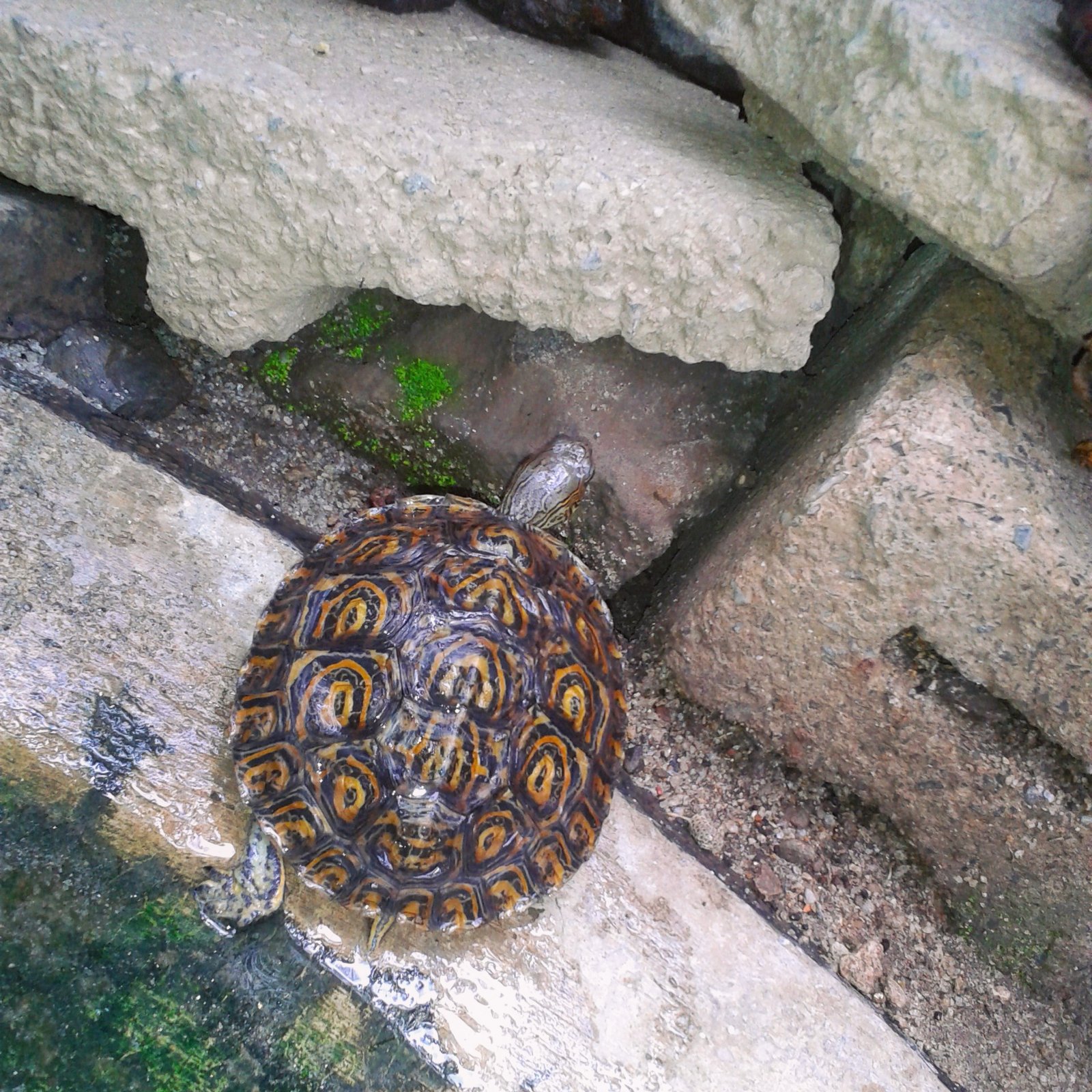 Zurie comiendo musgo