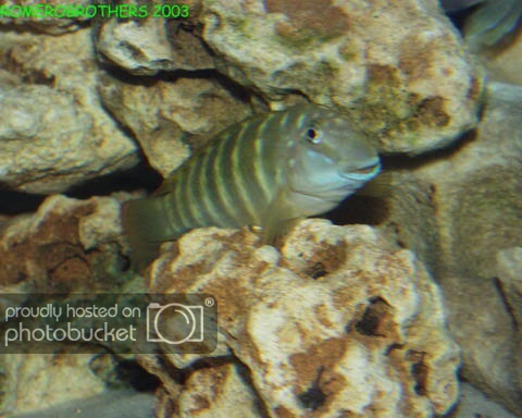 gobio2.jpg